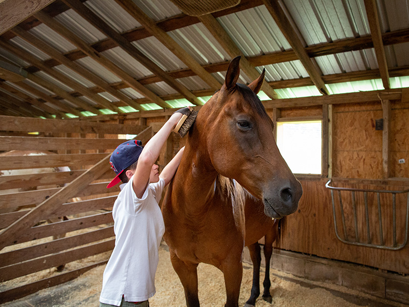 Child brushing a horse
