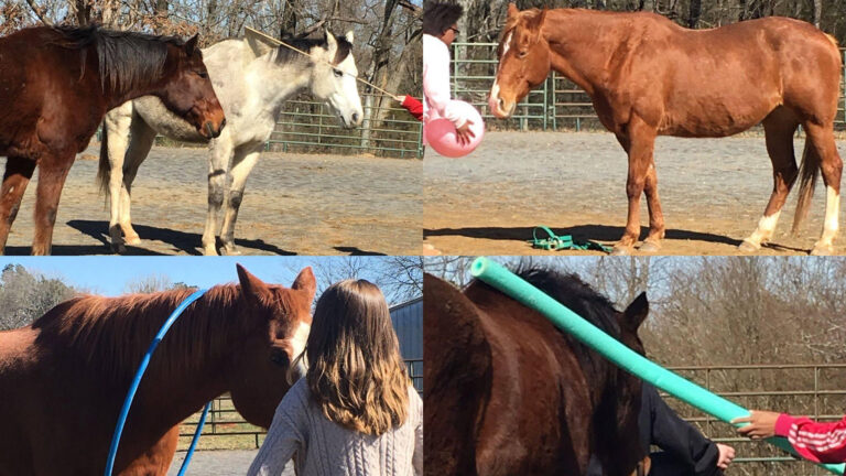 A collage of four photos showcasing moments with horses: the top left image shows two horses nuzzling each other, the top right image captures a horse standing solo in an enclosure, the bottom left photo depicts a person and a brown horse with a blue hoola hoop, and the bottom right photo features a person playing with a horse using a long green pool noodle.